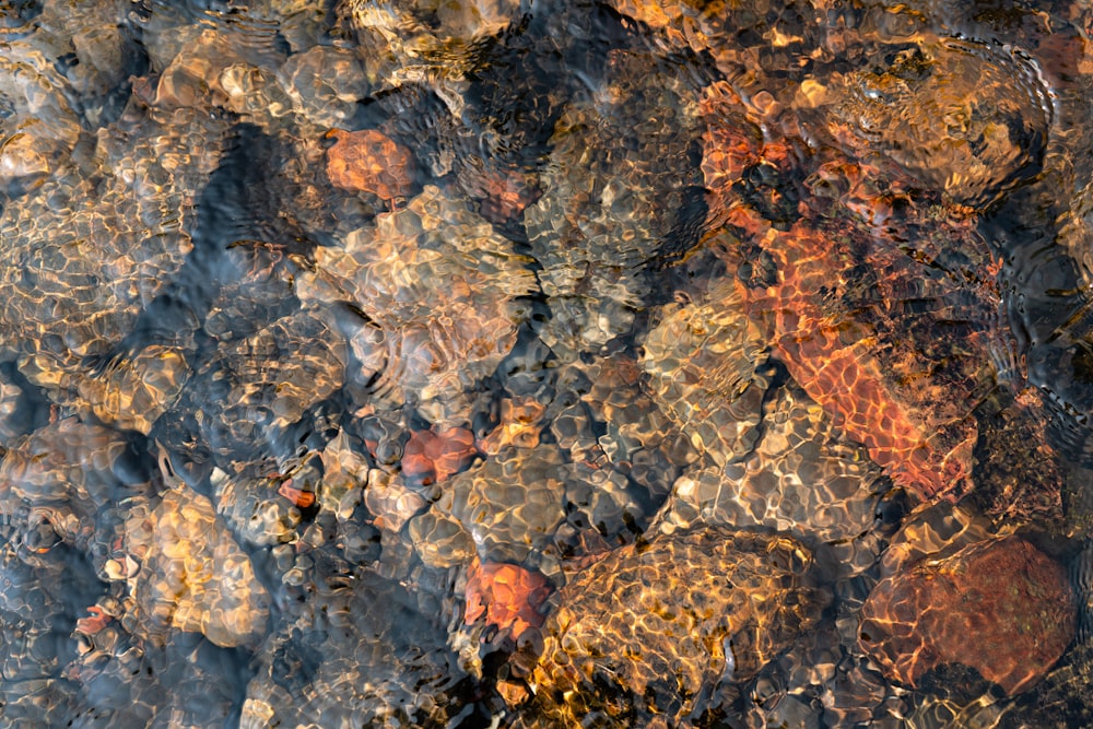 a close up of rocks and water in a stream