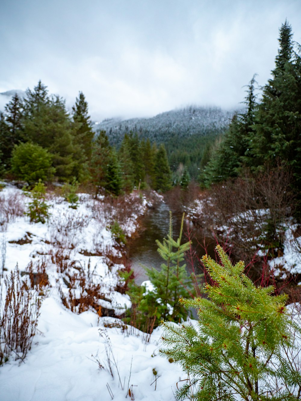a small stream running through a snow covered forest