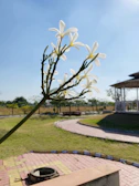 Wide shot of Wanadi Plumeria Garden’s blossoming landscape on a clear day.