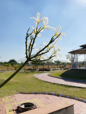 Wide shot of Wanadi Plumeria Garden’s blossoming landscape on a clear day.