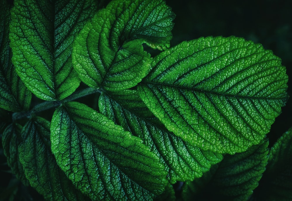 a close up of a green leaf