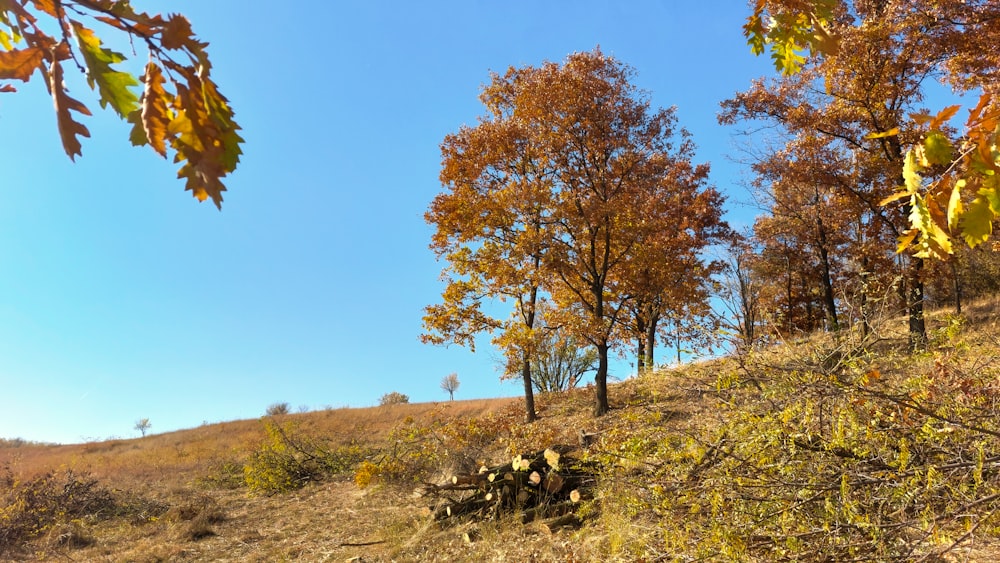 a grassy hill with trees in the background