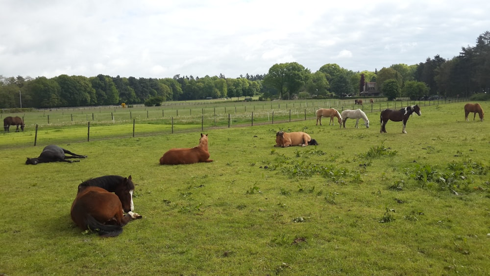 a group of horses in a field with trees in the background