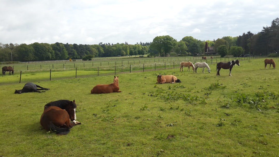 Afbeelding van Dieren