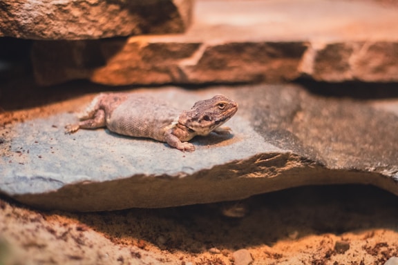 A small lizard is resting on a flat rock surface, surrounded by other rocks. The scene has an earthy and natural setting, likely resembling a desert habitat within an enclosure.