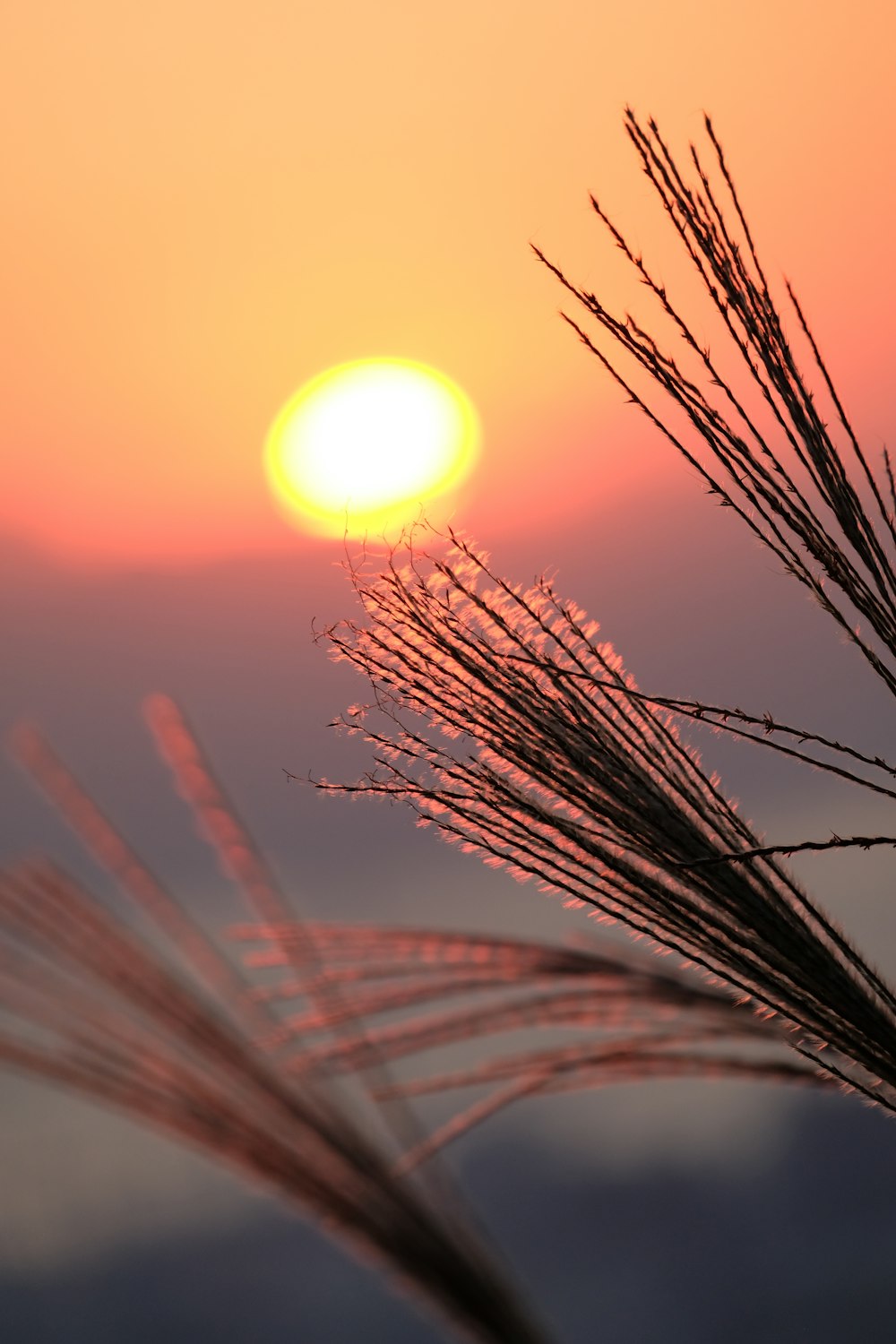 the sun is setting over a field of grass