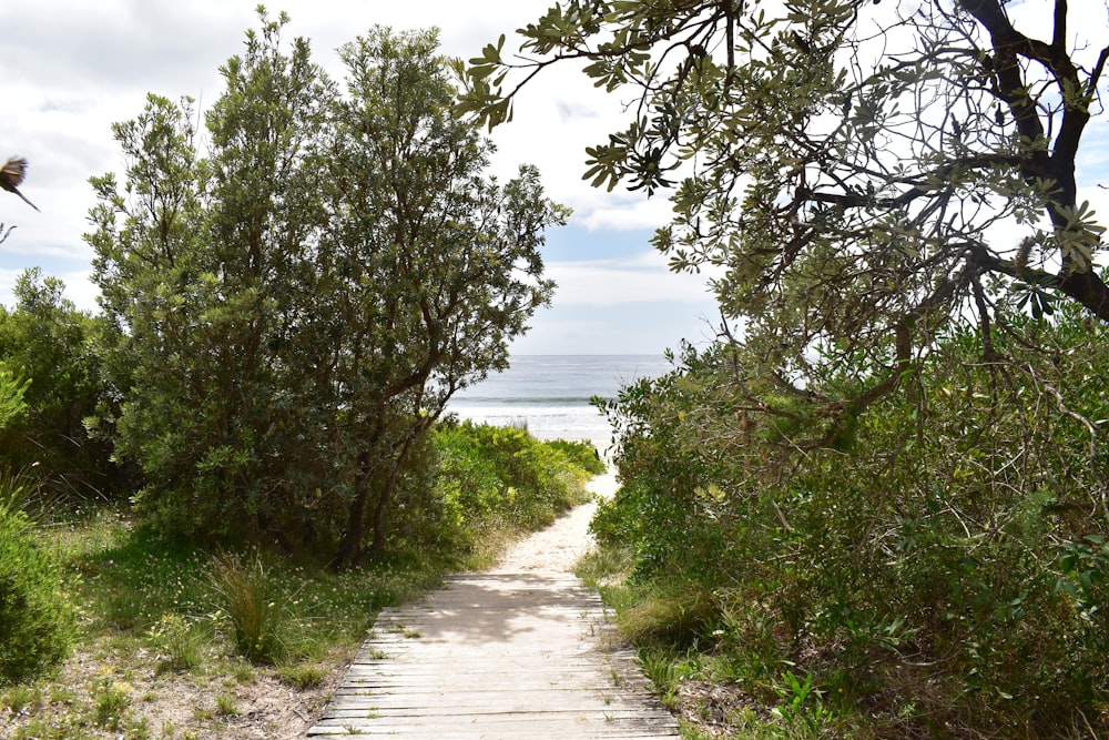 a wooden path leading to the beach through trees