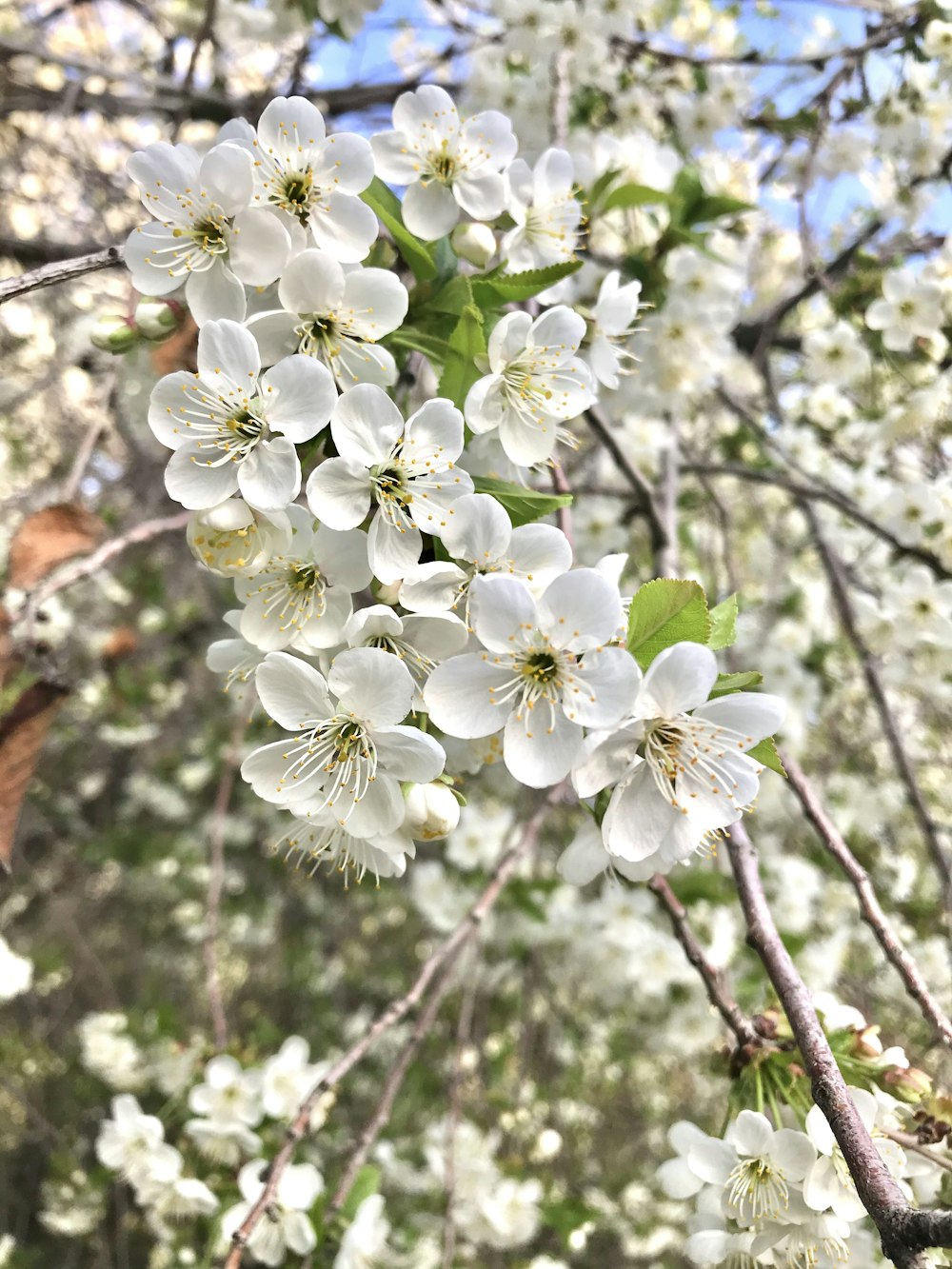 white flowers are blooming on a tree branch