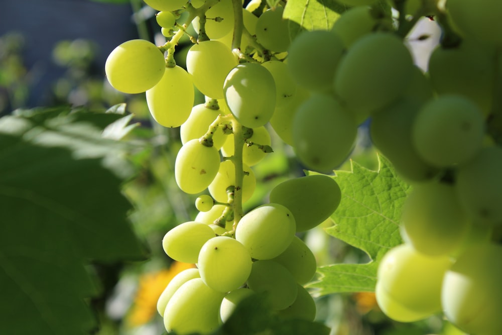 a bunch of green grapes hanging from a tree