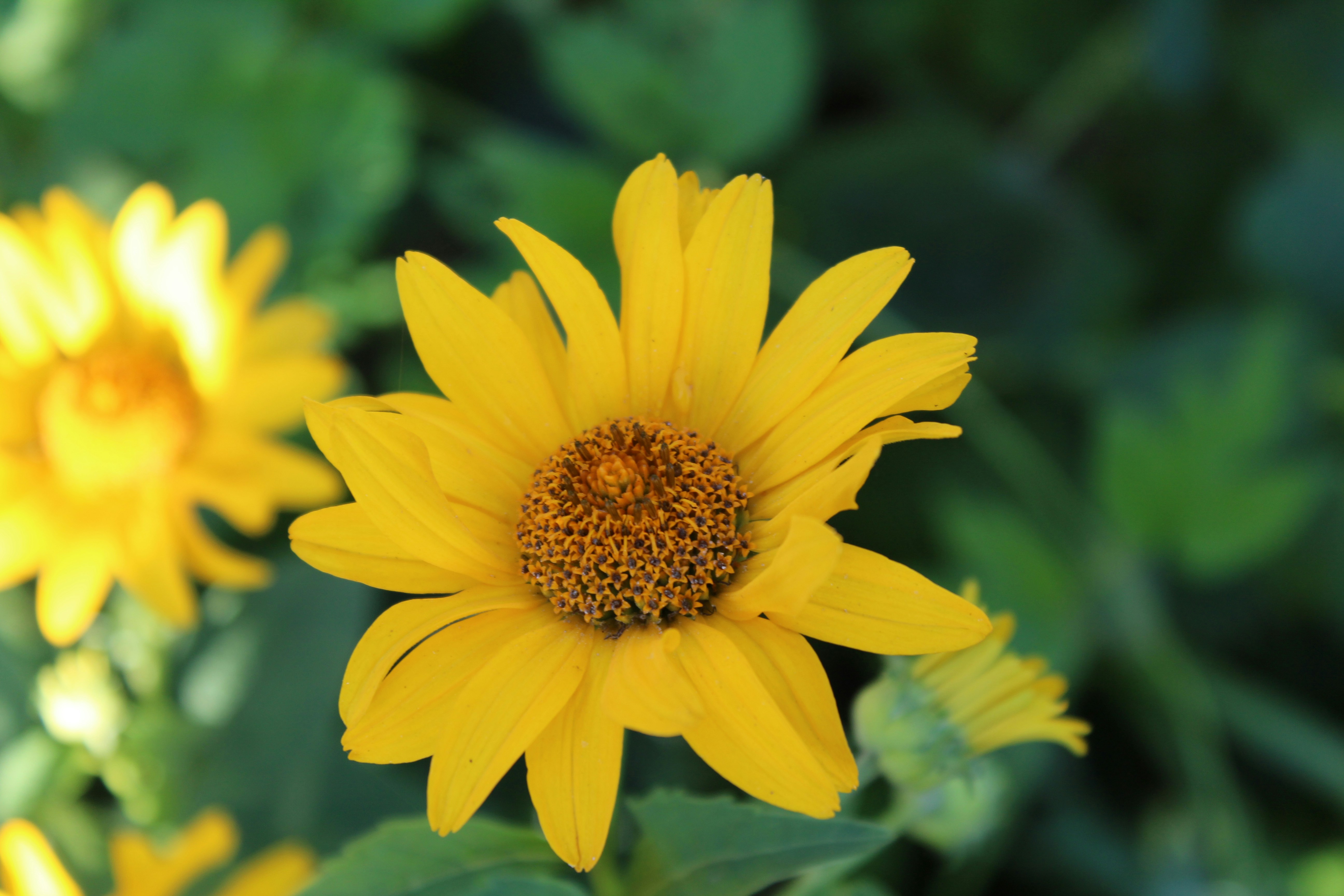 a close up of a yellow flower with green leaves