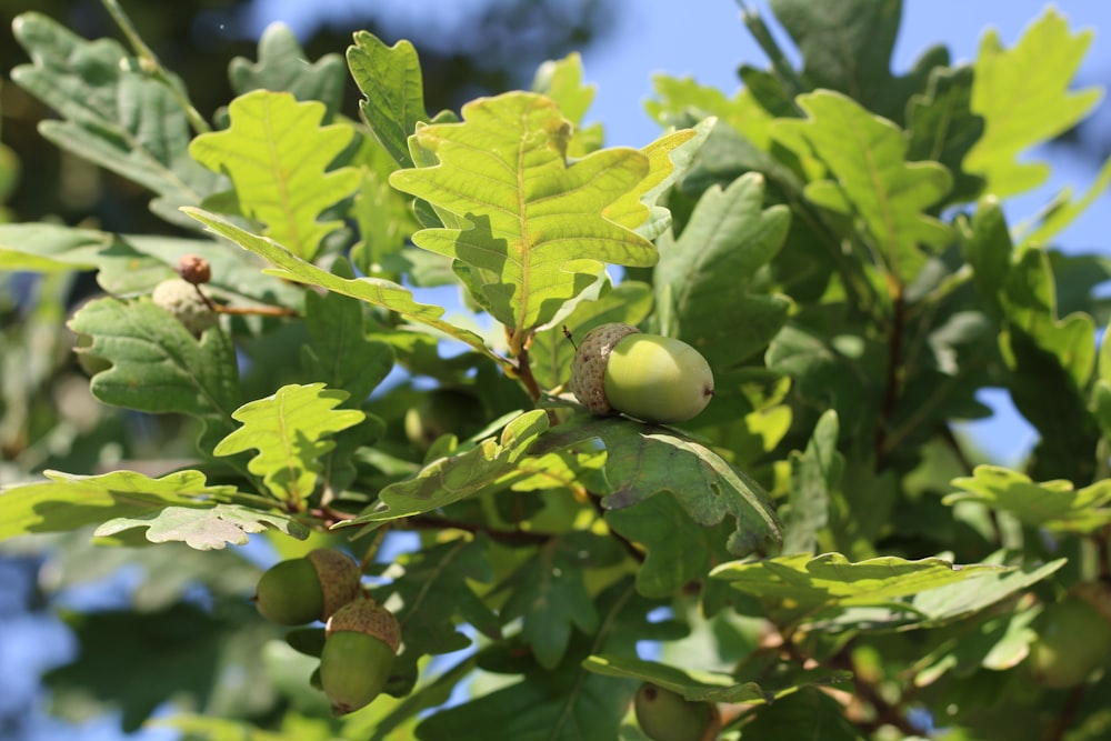 a close up of a tree with green leaves