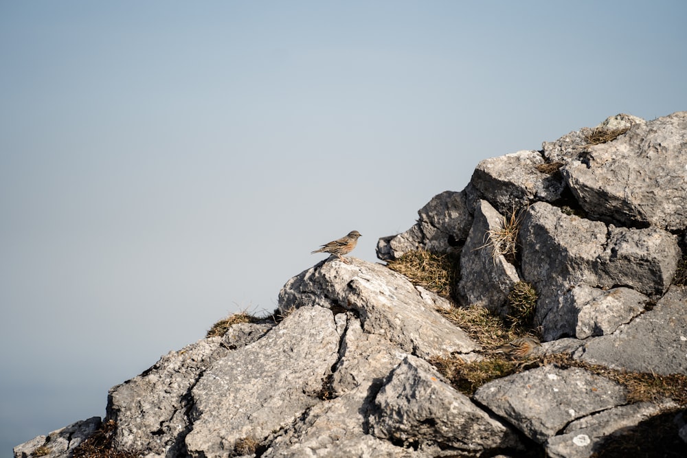 a bird perched on top of a rock