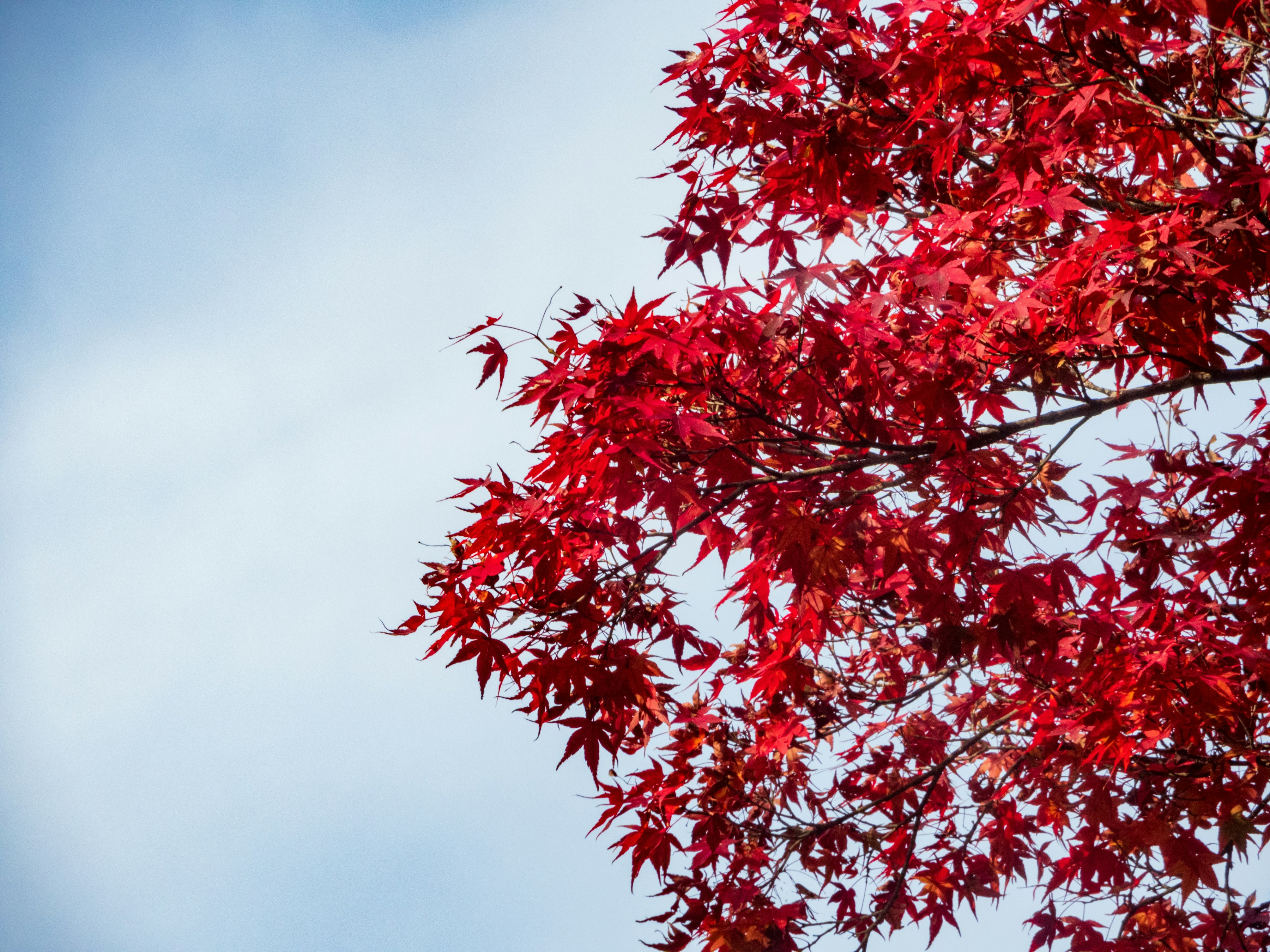 Photo by heppoko_yama