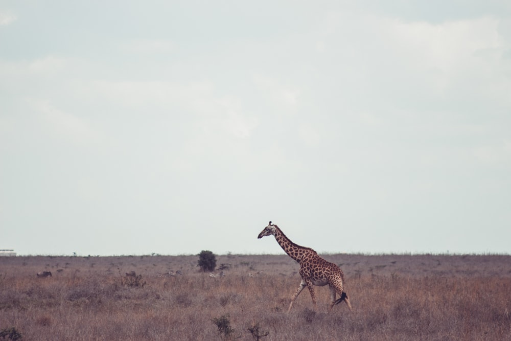 a giraffe walking across a dry grass field