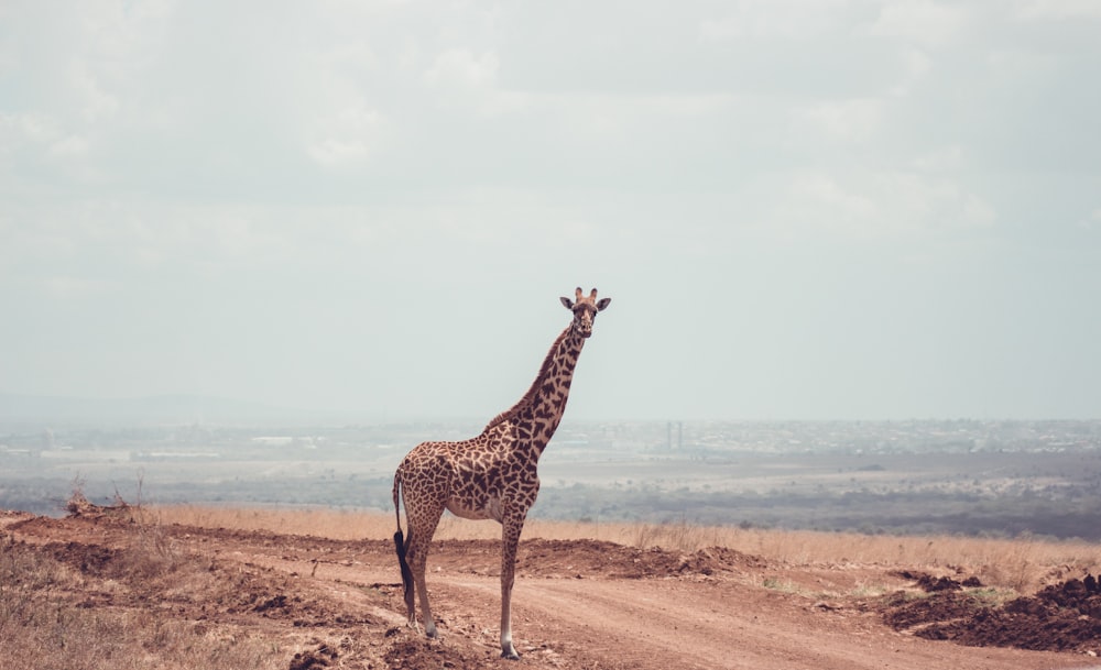 Una giraffa in piedi nel mezzo di una strada sterrata