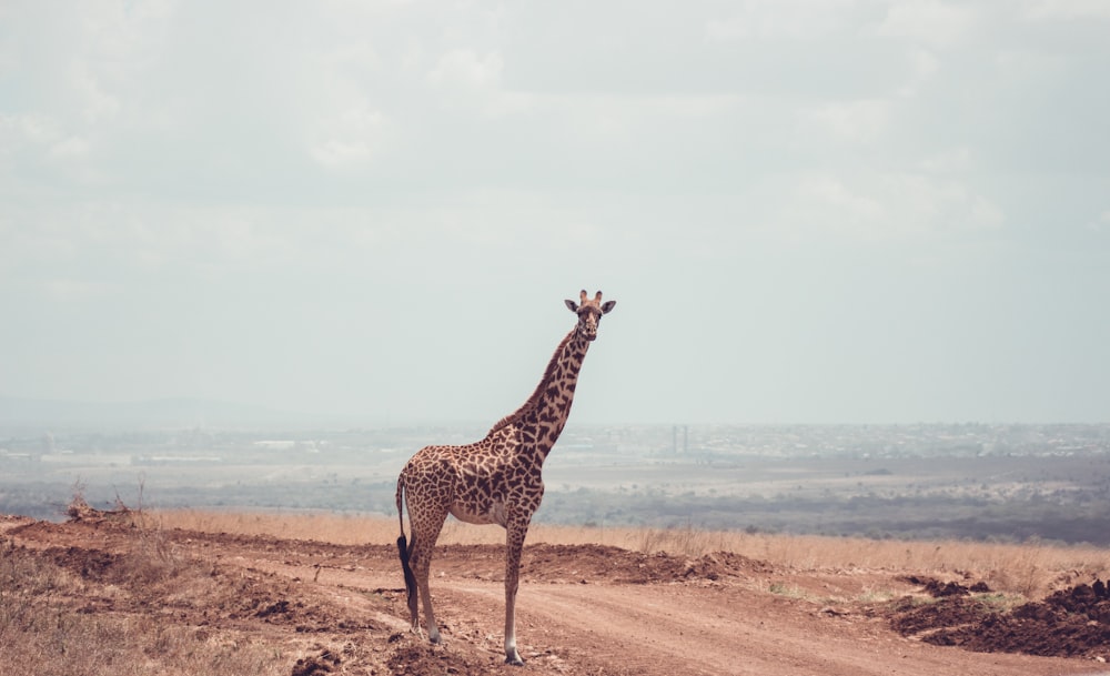 a giraffe standing in the middle of a dirt road