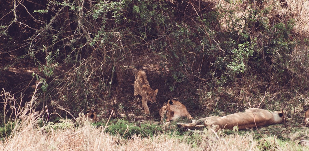 a couple of animals that are laying down in the grass