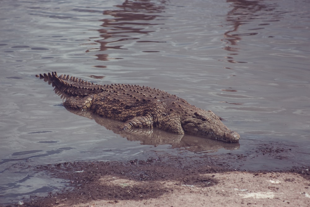 Ein großer Alligator sitzt im Wasser