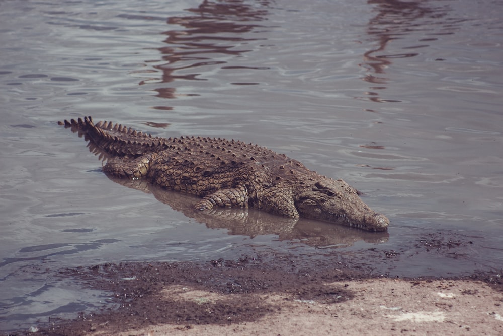 a large alligator is sitting in the water