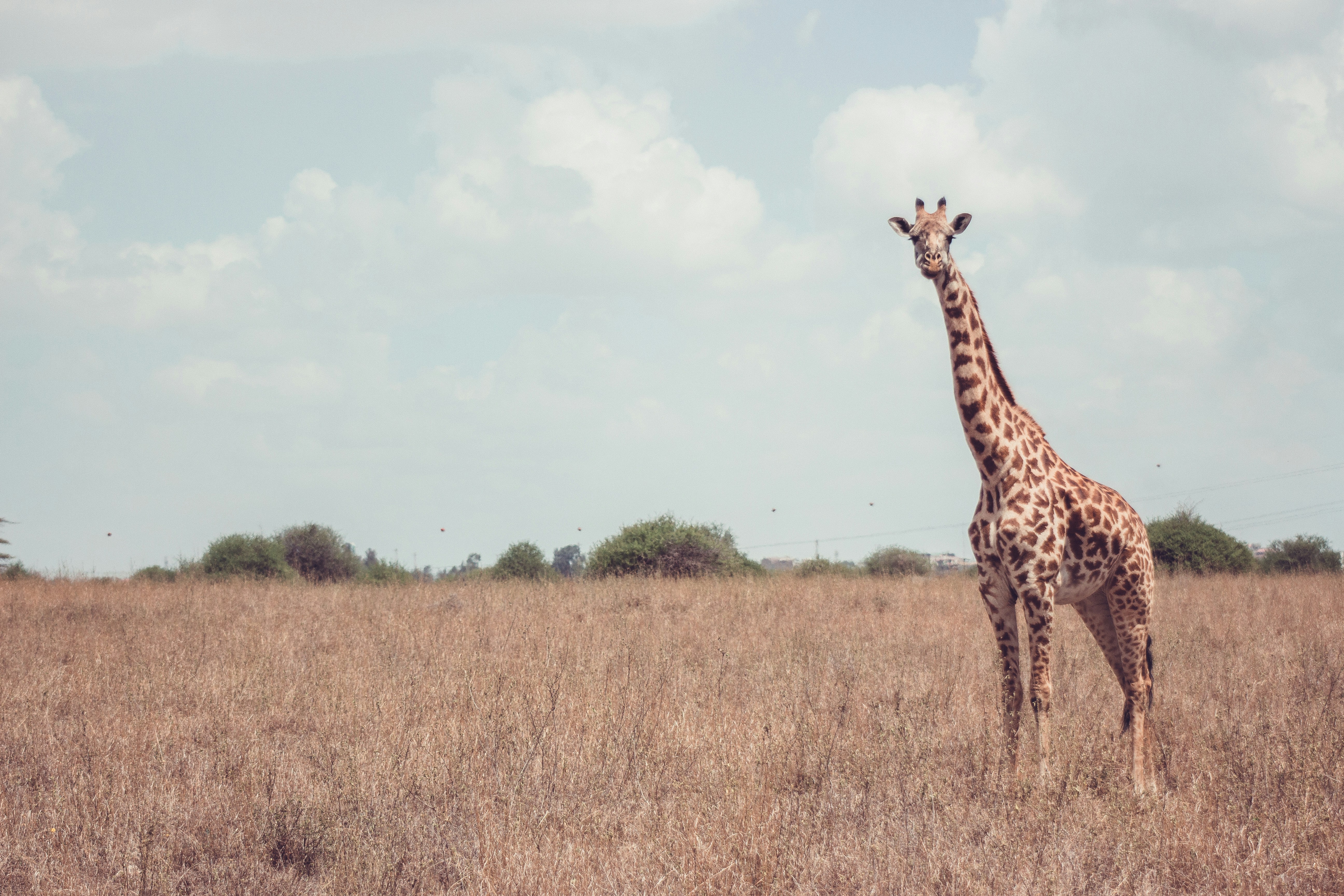 들판 한가운데에 서 있는 기린