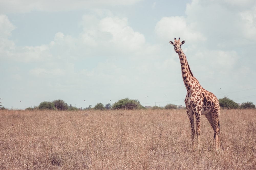 a giraffe standing in the middle of a field