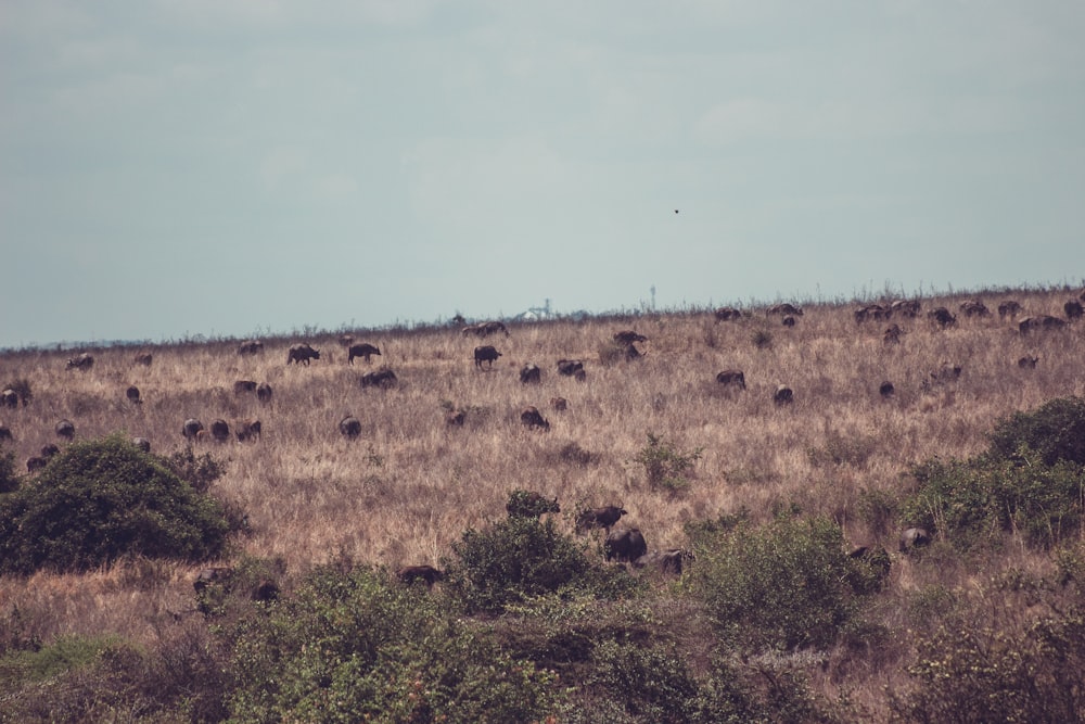 a herd of animals grazing on a dry grass field