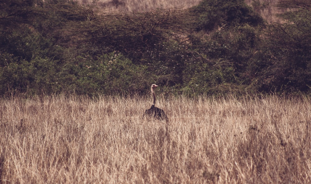 a giraffe standing in a field of tall grass