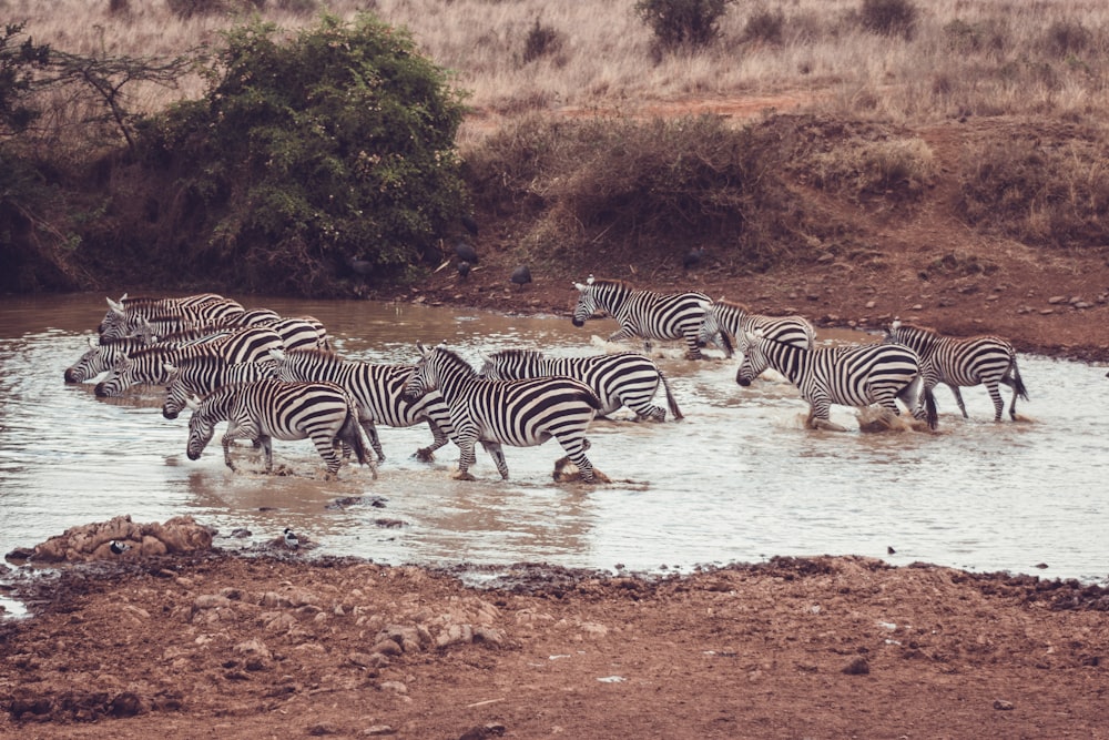 a herd of zebras walking across a river