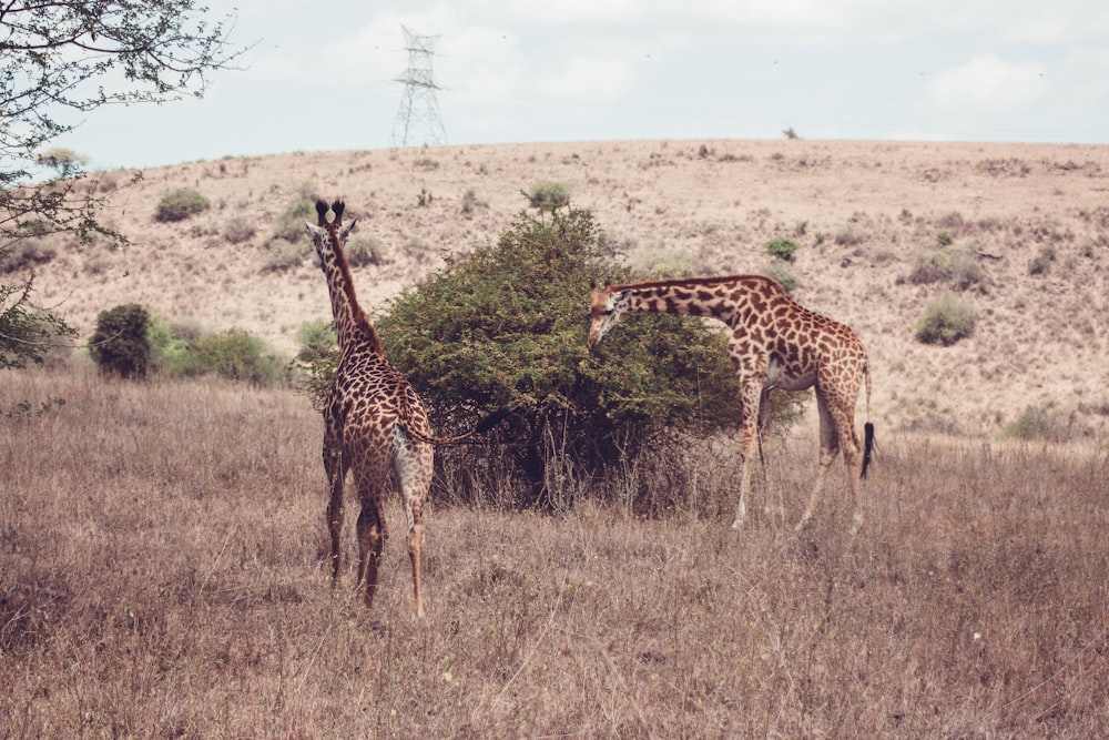 a couple of giraffe standing on top of a dry grass field
