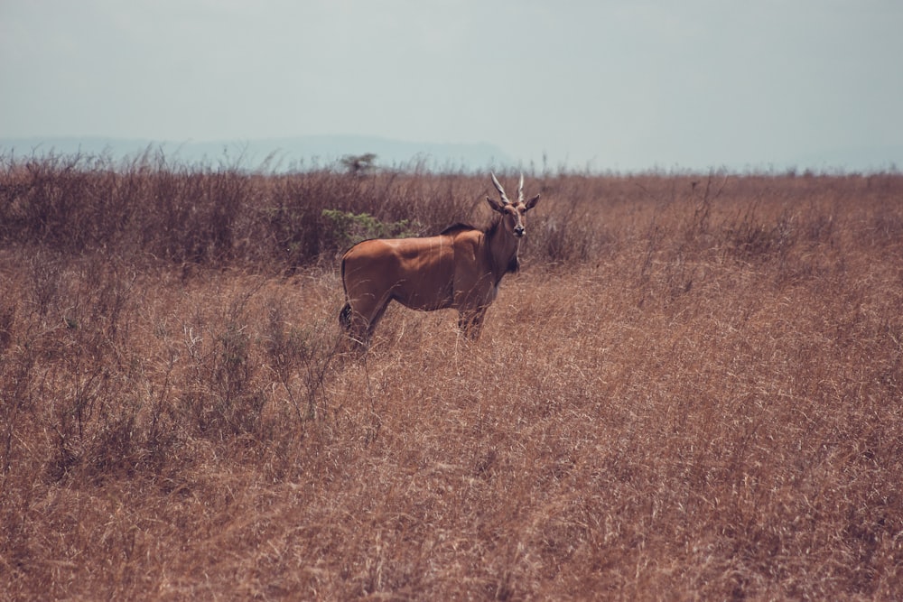 a cow standing in a field of tall grass