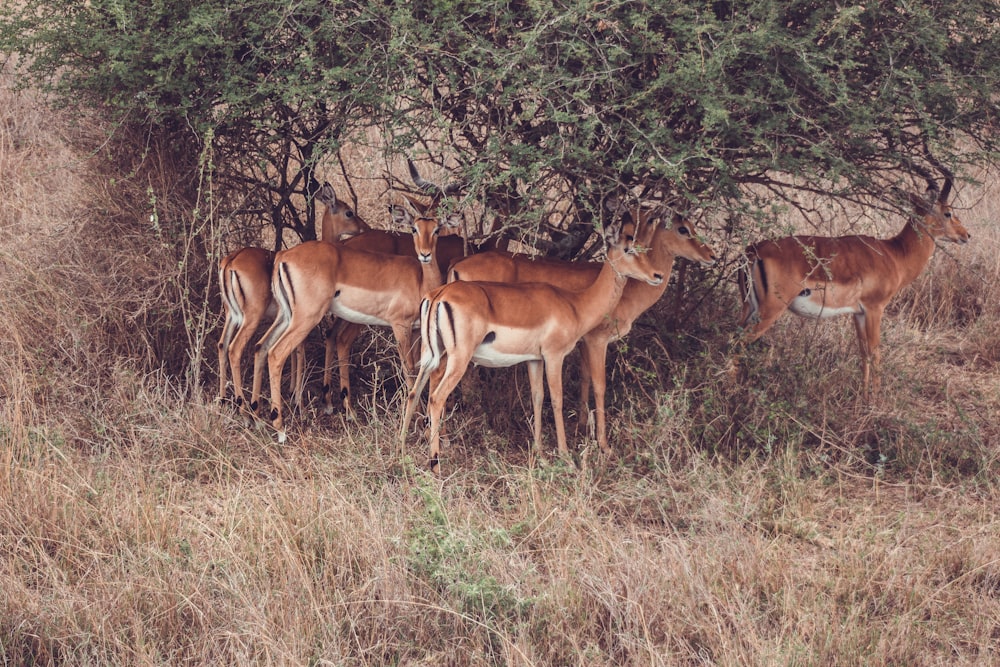 a group of antelope standing next to a tree