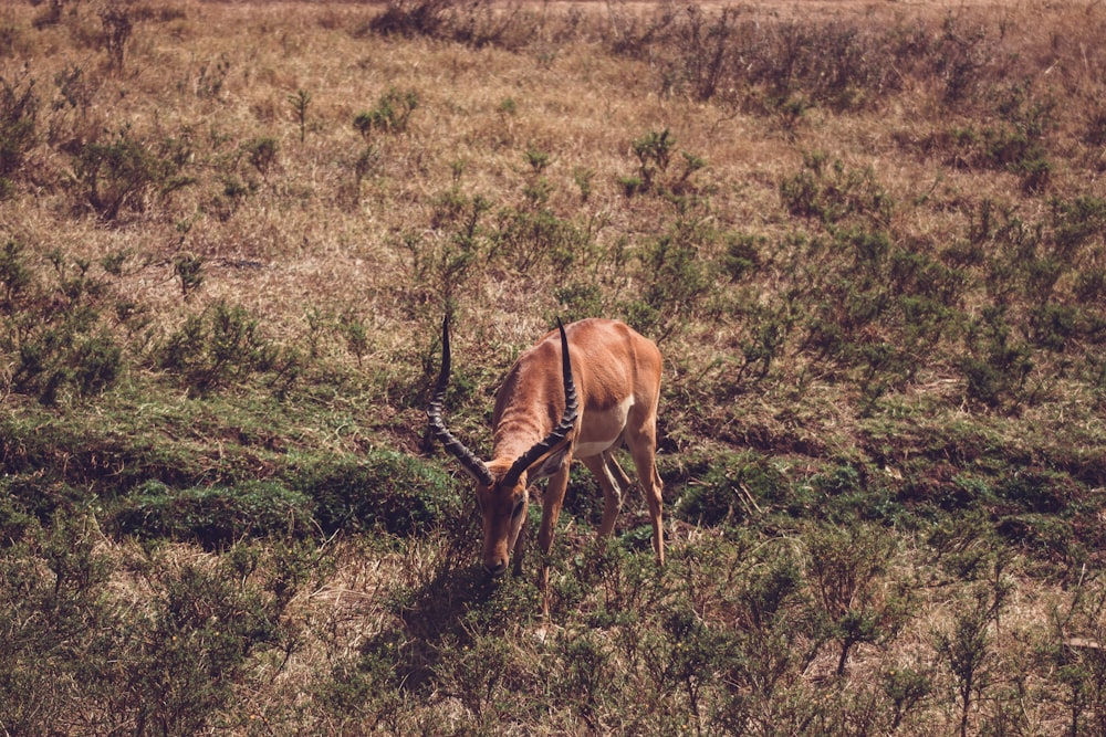 a gazelle eating grass in the middle of a field