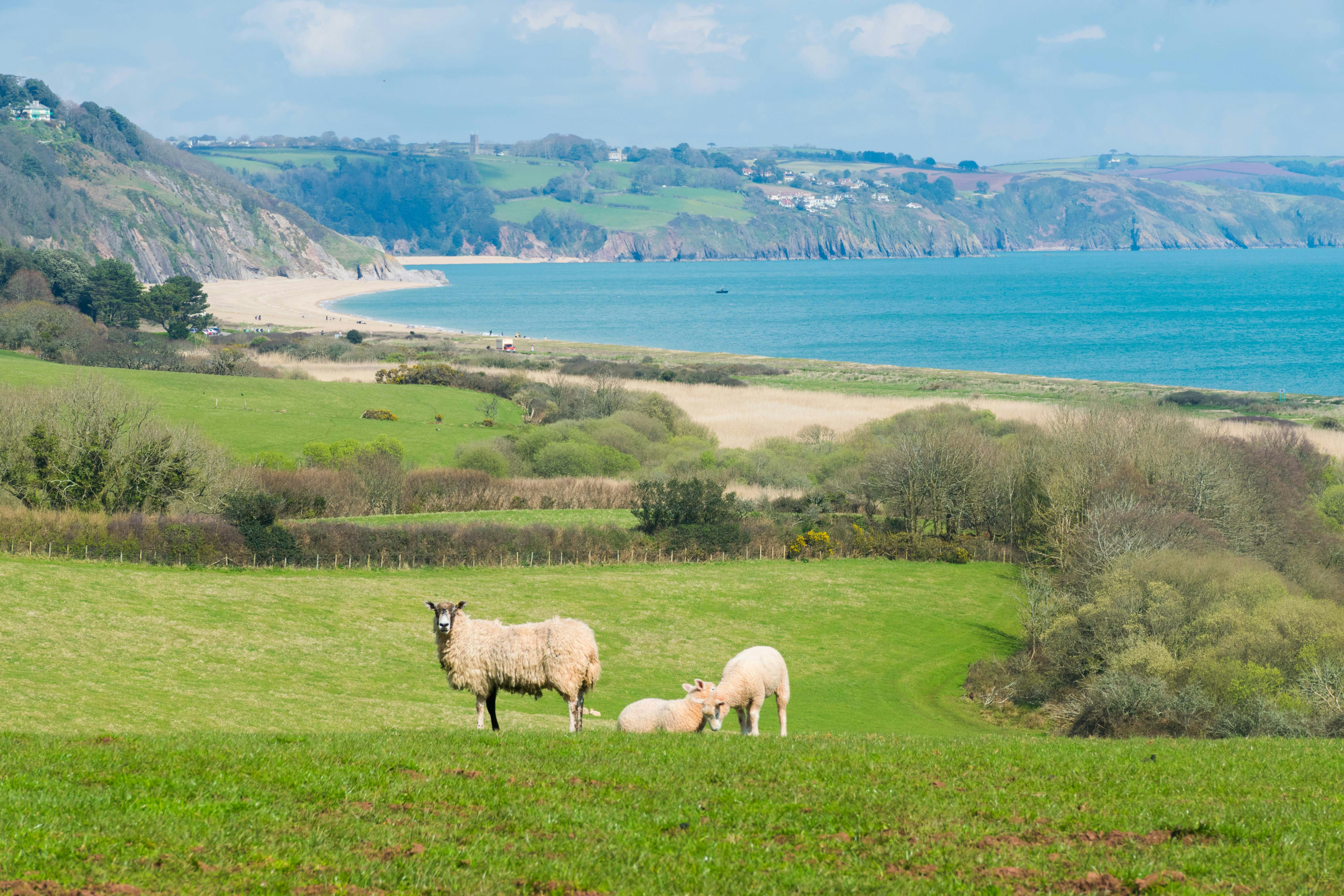 a group of sheep standing on top of a lush green field