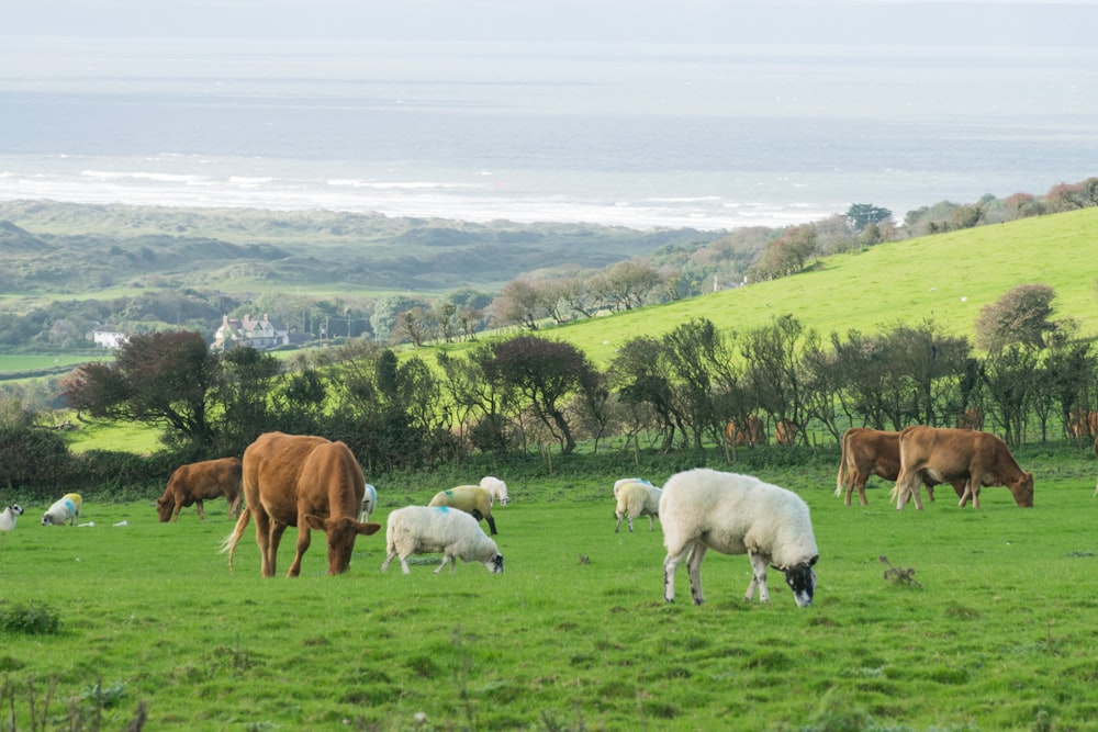 a herd of cattle grazing on a lush green field