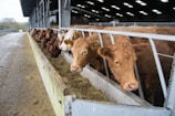 A row of brown cows standing in a feeding area inside a large indoor barn. The cows are leaning over a metal fence to eat from a trough filled with hay. Natural light comes in from the open sides of the barn.