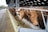A row of brown cows standing in a feeding area inside a large indoor barn. The cows are leaning over a metal fence to eat from a trough filled with hay. Natural light comes in from the open sides of the barn.