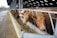 A row of brown cows standing in a feeding area inside a large indoor barn. The cows are leaning over a metal fence to eat from a trough filled with hay. Natural light comes in from the open sides of the barn.
