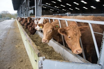 A row of brown cows standing in a feeding area inside a large indoor barn. The cows are leaning over a metal fence to eat from a trough filled with hay. Natural light comes in from the open sides of the barn.