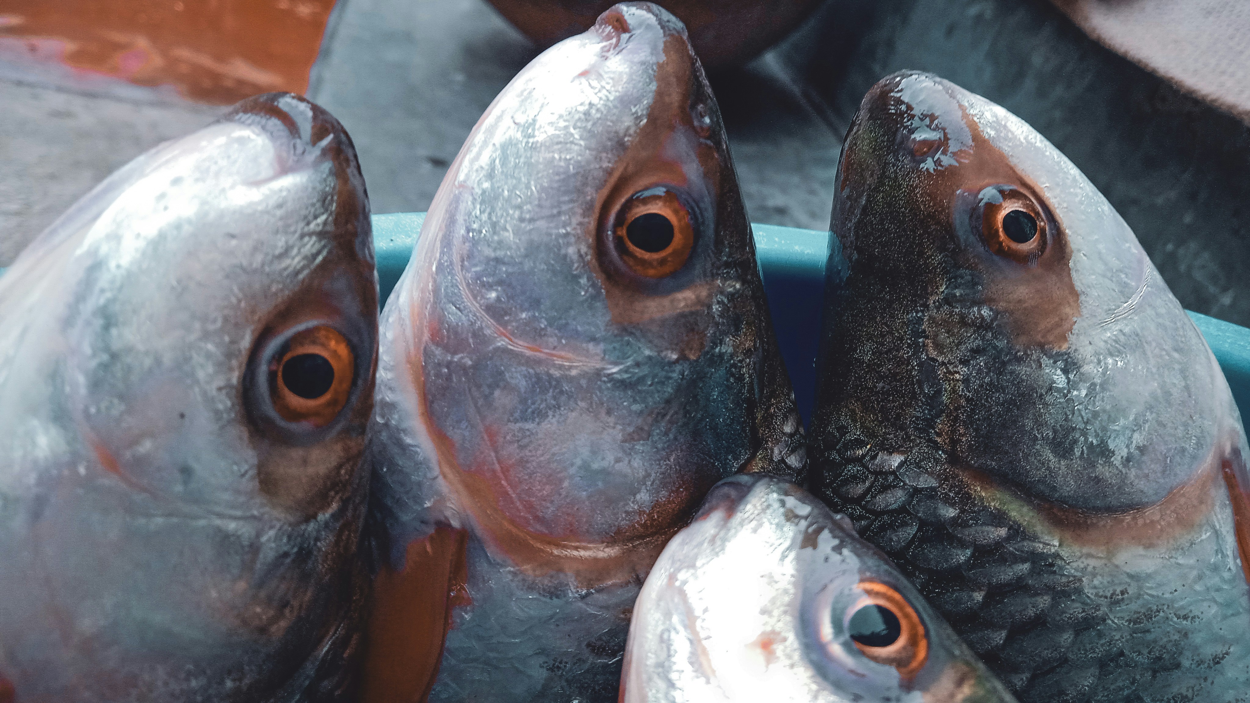 The Carnivore Diet and Canned Tuna