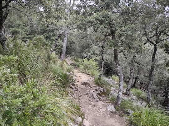 A narrow dirt path winds through a dense forest, flanked by tall trees and lush green vegetation. The ground is uneven, with rocks and patches of grass lining the trail. The trees have thick trunks and their branches form a canopy overhead, creating a serene and natural atmosphere.