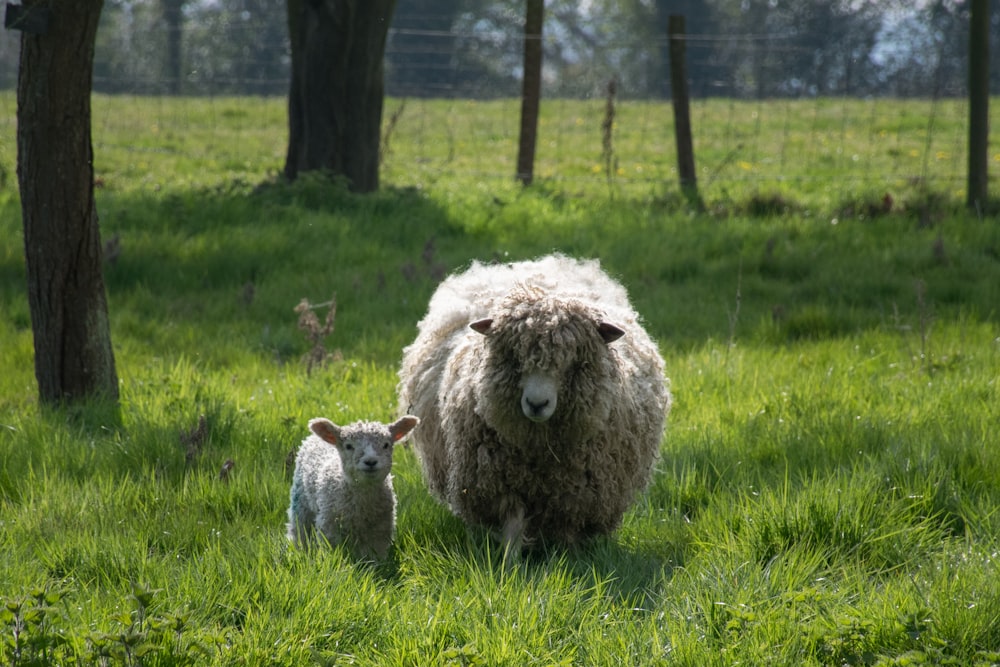 a sheep and a baby sheep in a grassy field