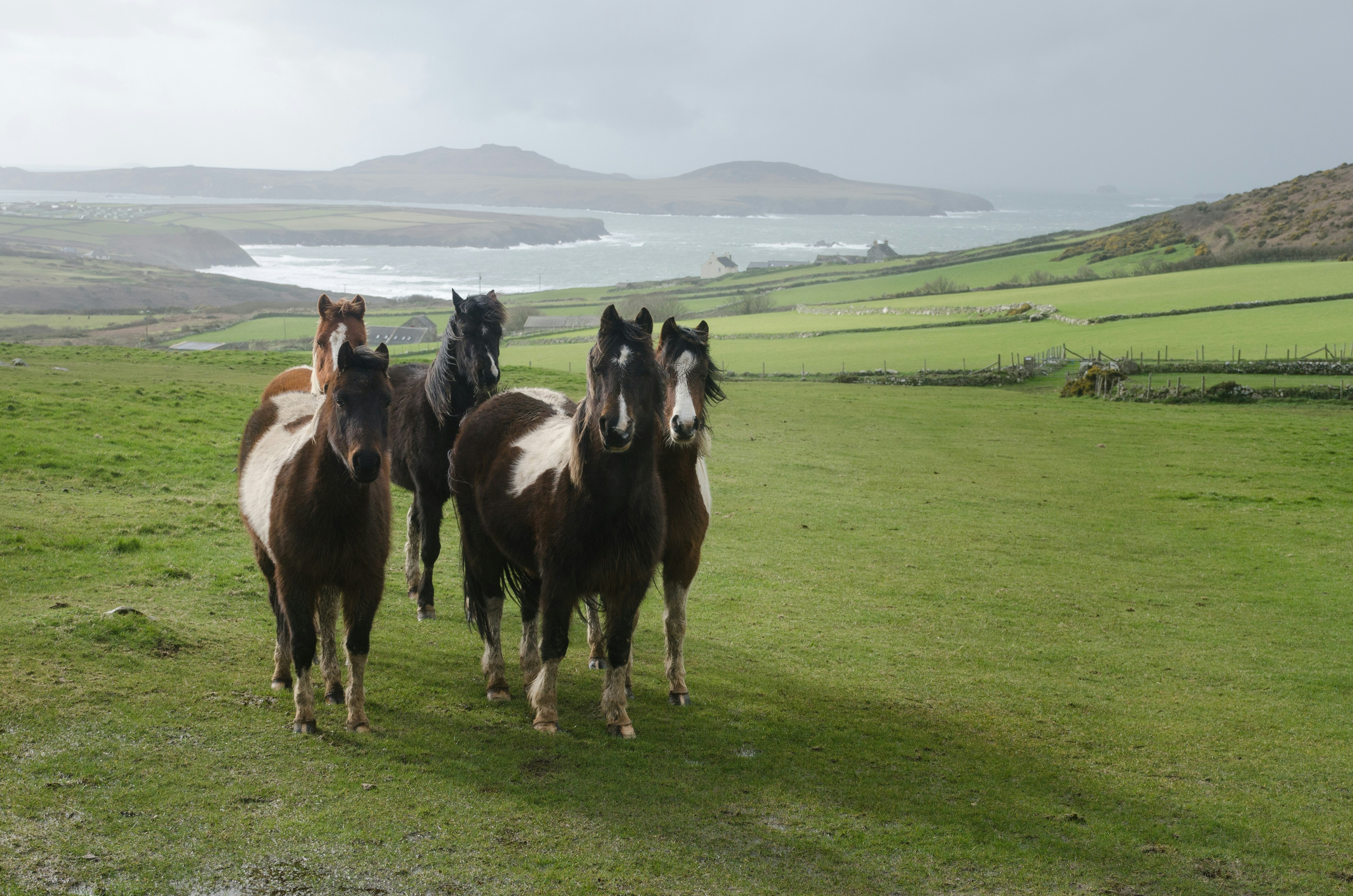 Pembrokeshire Coast, Wales - Five horses in a field on the Pembrokeshire coastline on a rainy day