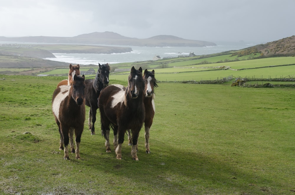 a group of horses running across a lush green field