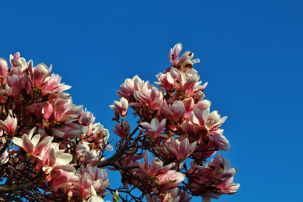 a tree with pink flowers in front of a blue sky