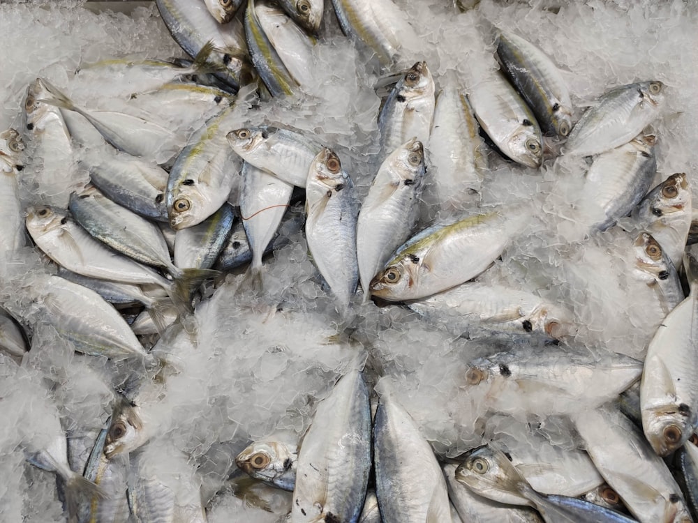 a bunch of fish that are on some ice