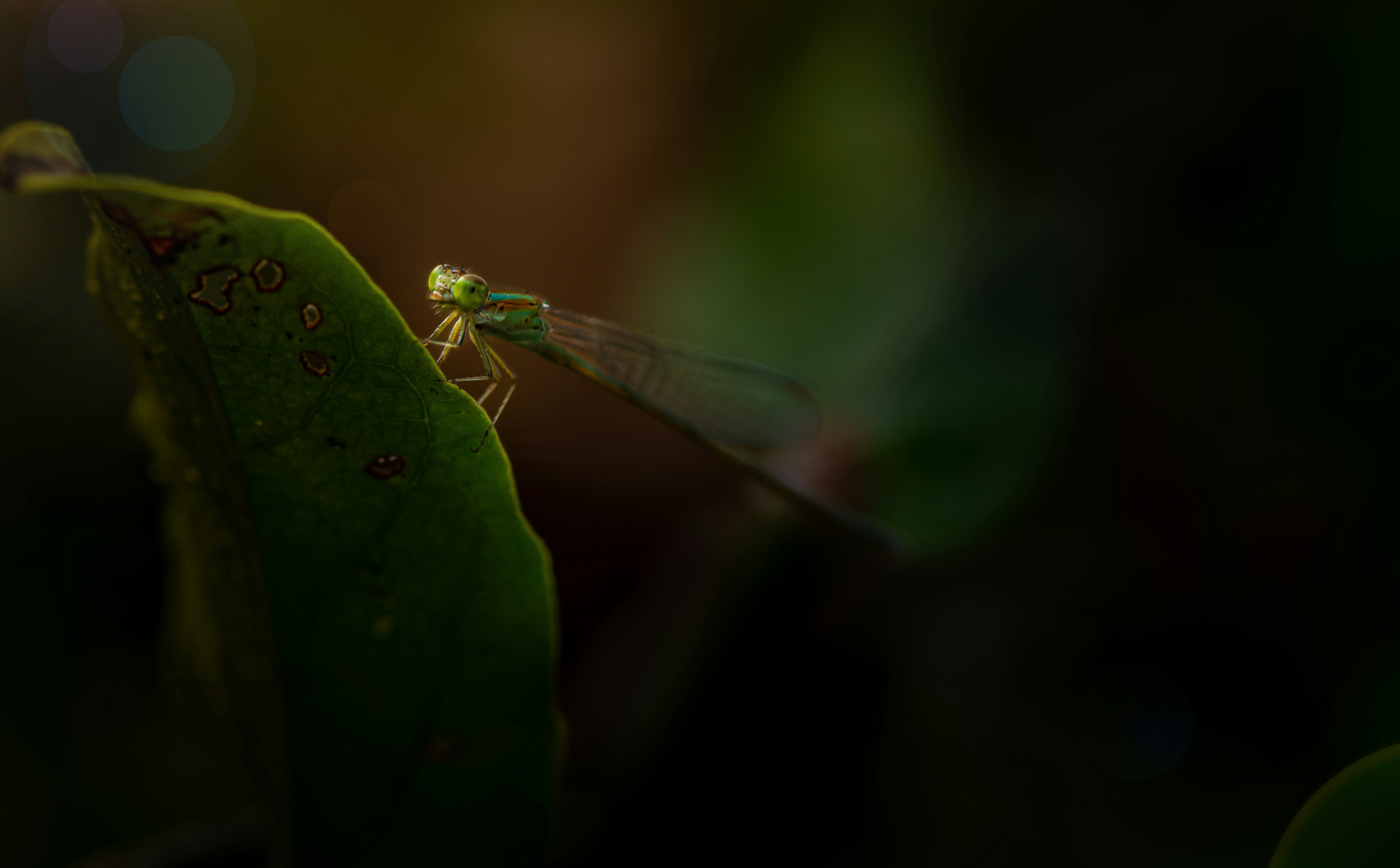 Photo by mohomed_asif