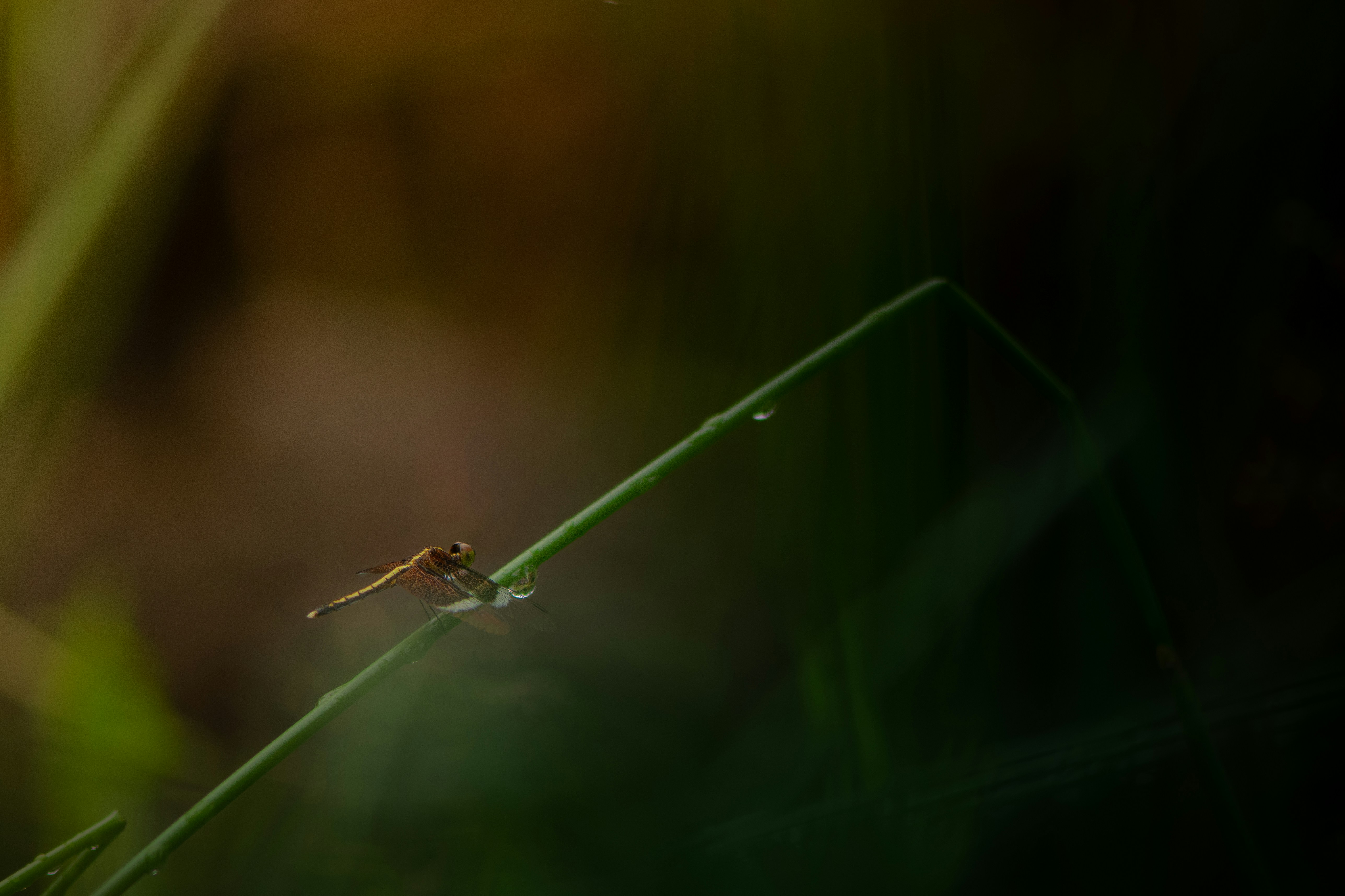 Photo by mohomed_asif