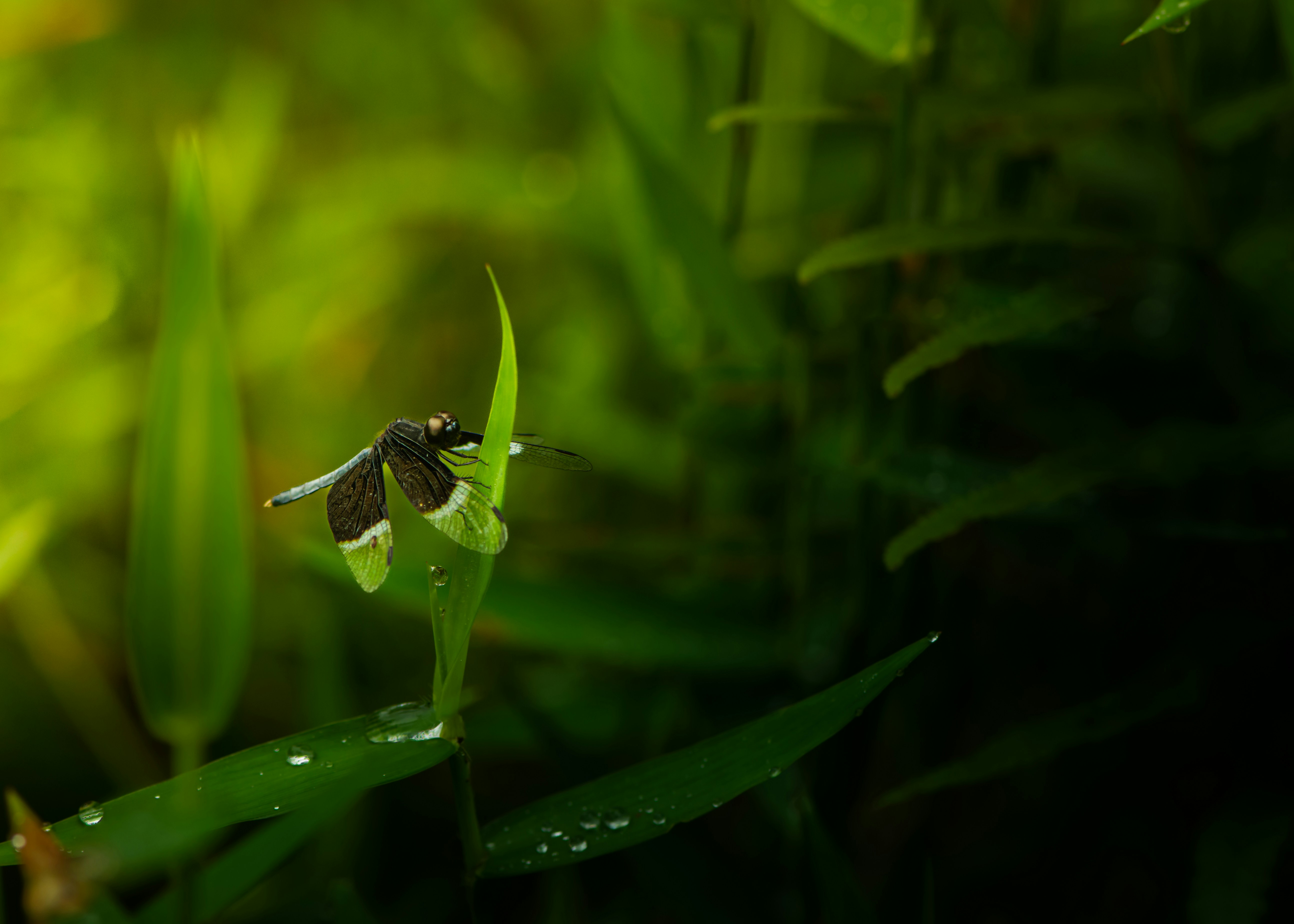 Photo by mohomed_asif