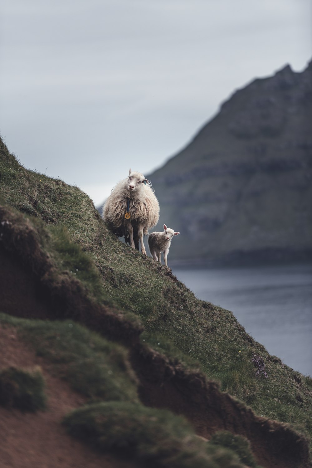 a couple of sheep standing on top of a grass covered hillside