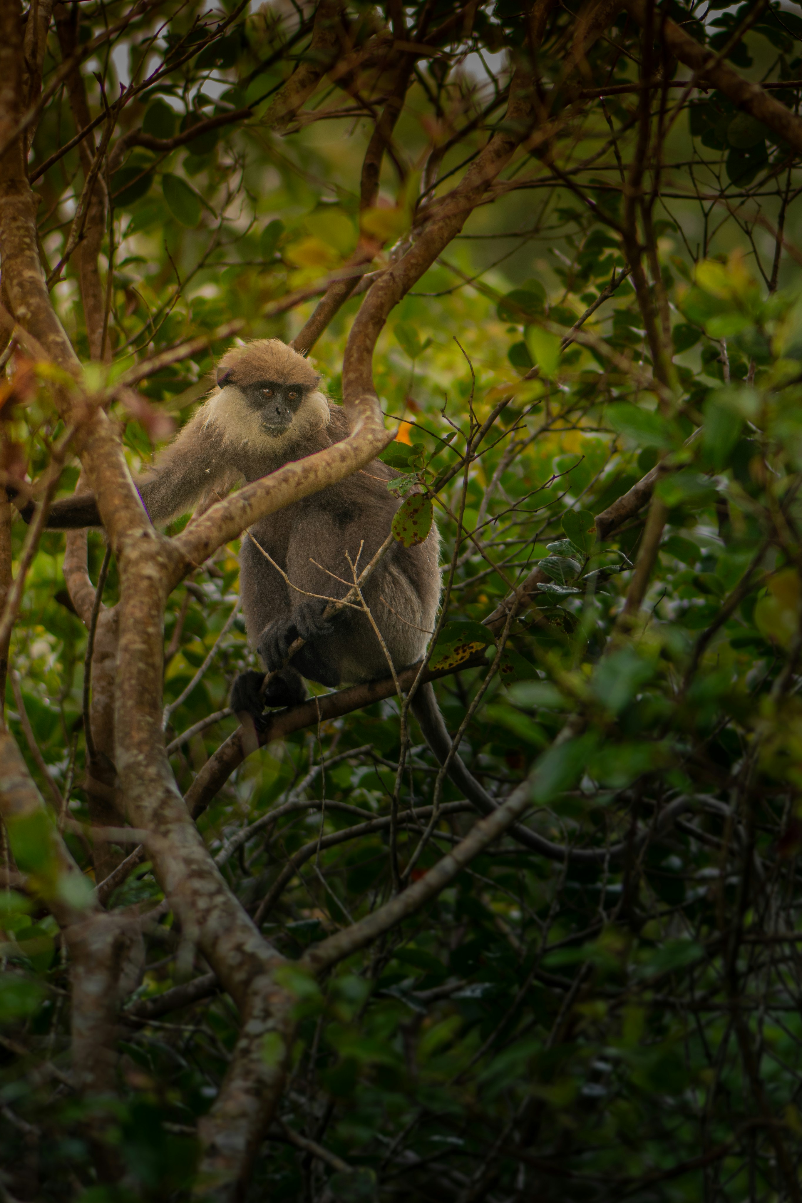 Photo by mohomed_asif